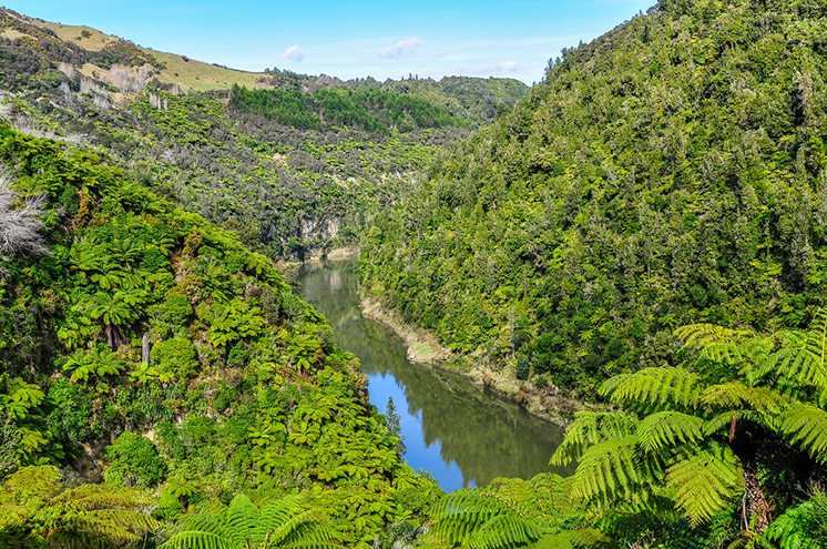 View of the river in Whanganui National Park, New Zealand