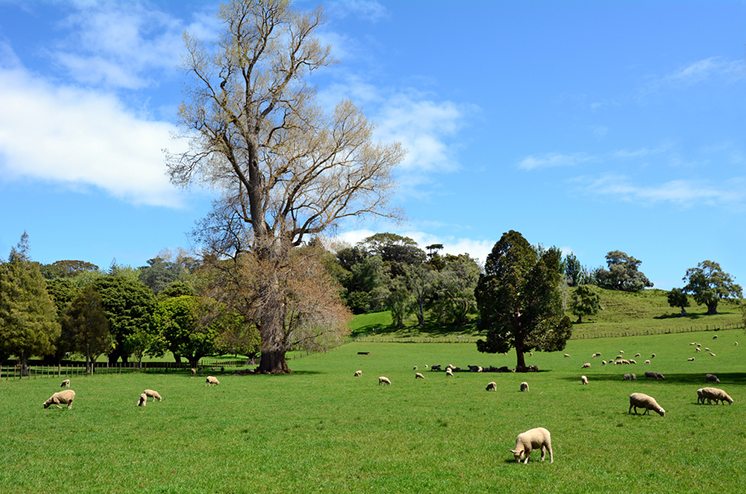 Flock of sheep grazing in a paddock