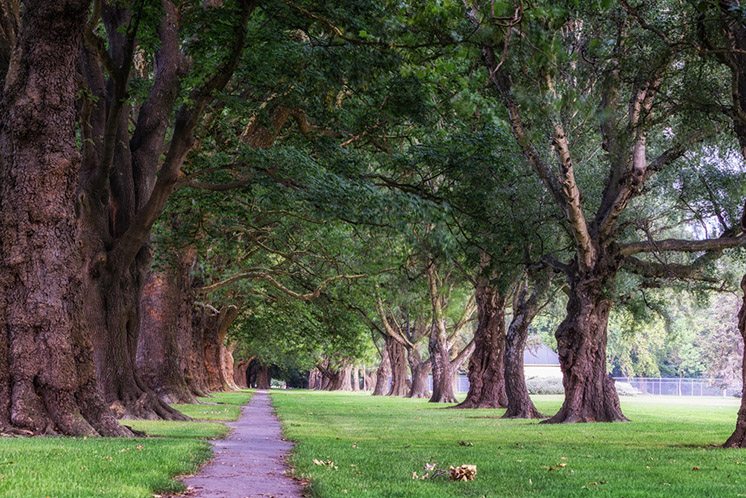 rows of trees in hagley park