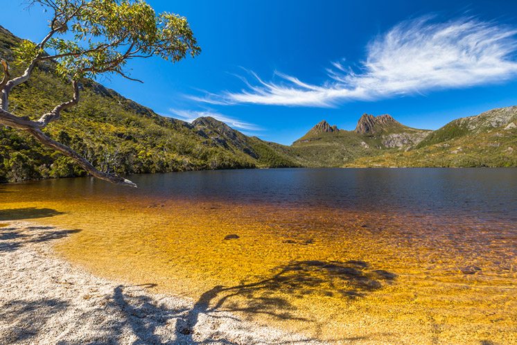 Cradle Mountain Lake Dove