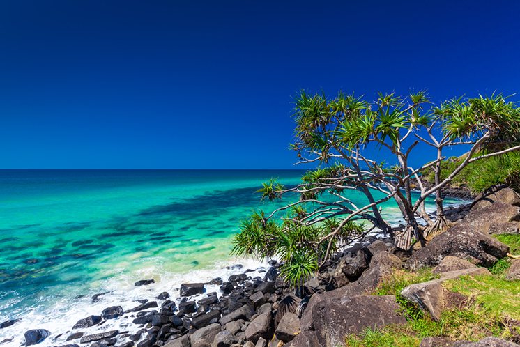Beach view with rocks and a tree in Burleigh Heads, Australia