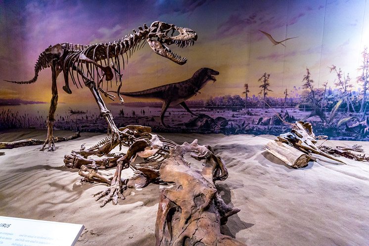 Fossil Exhibit in Royal Tyrrell Museum