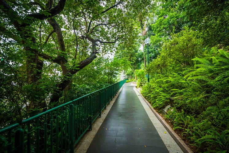 Ferns and trees along a walkway at Hong Kong Zoological And Bota