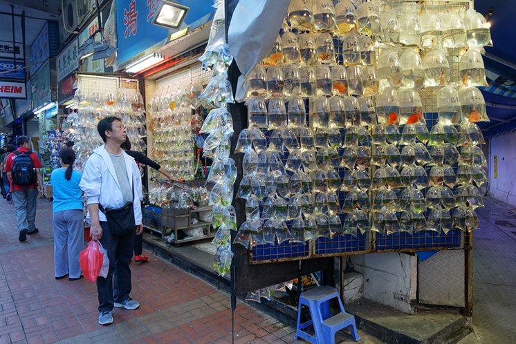 Hong Kong Gold fish market in Tung Choi street