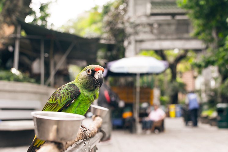 Parrot stand at the bird street