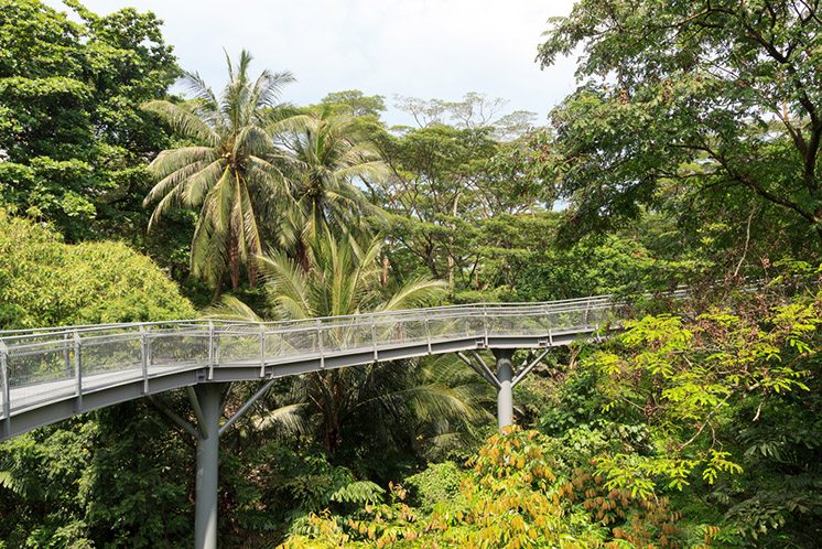 Forest Walk of Telok Blangah Hill Park rainforest, Singapore