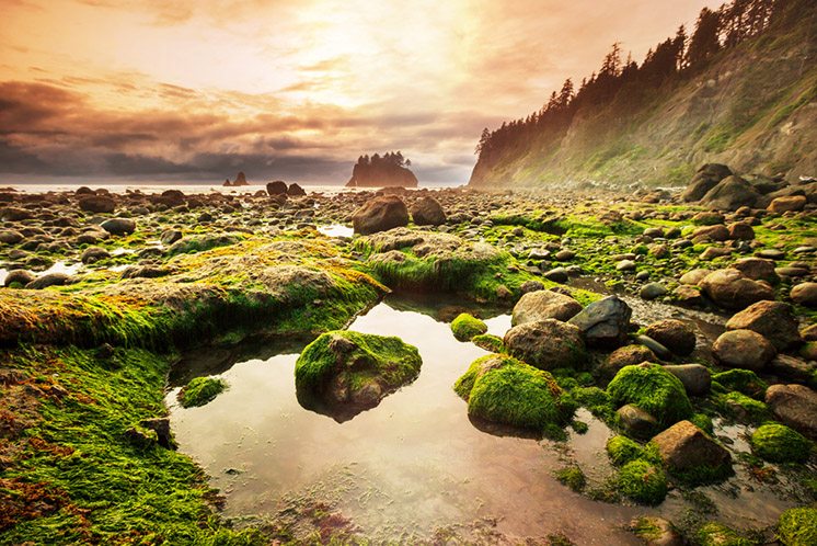 Olympic coast