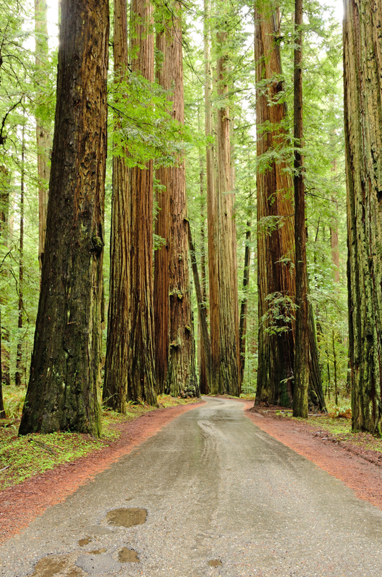 Redwoods