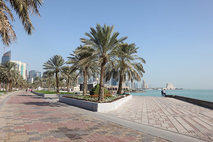 Date Palm Trees at the corniche in Doha, Qatar, Middle East