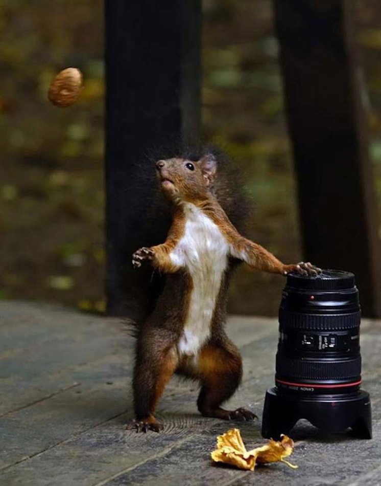 11-a-squirrel-a-camera-and-a-nut