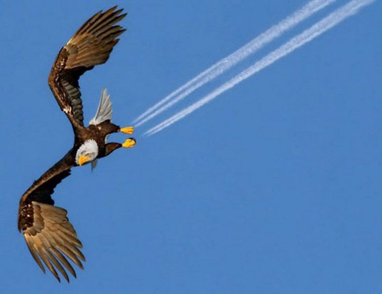 17-soaring-eagle