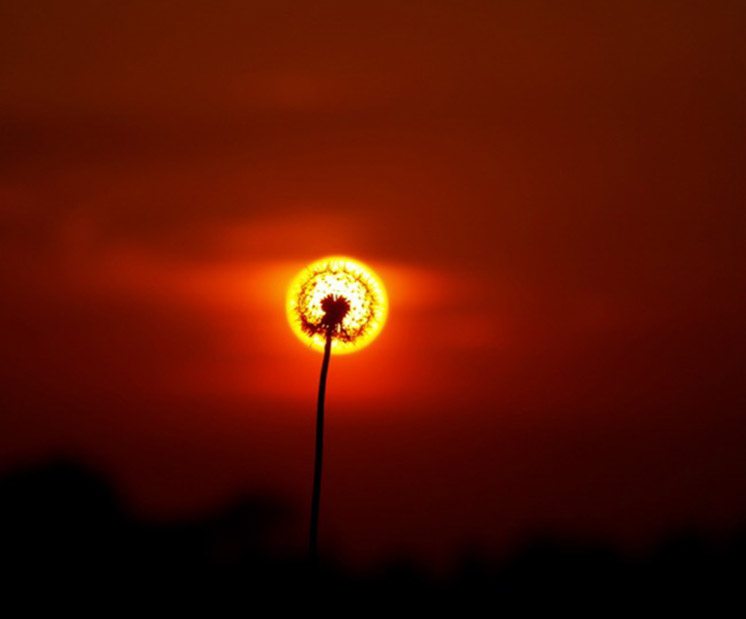 23-flower-sunset