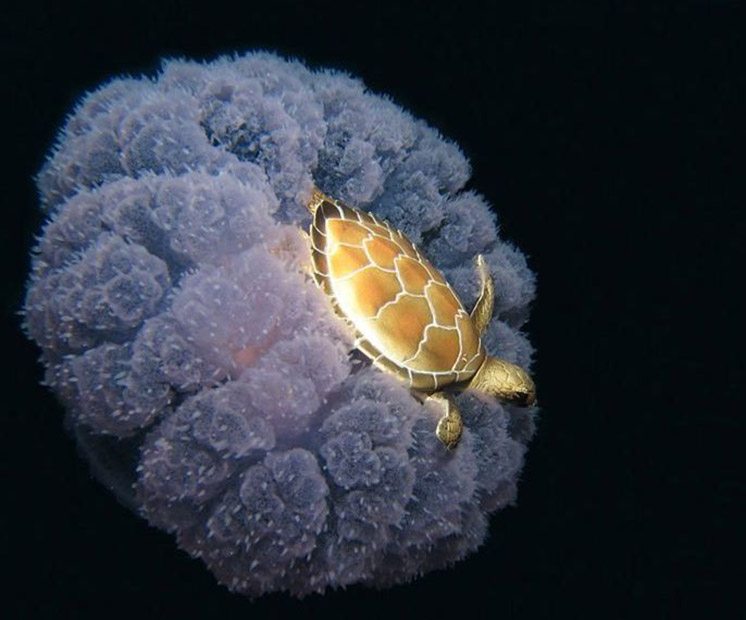 50-turtle-riding-a-jellyfish