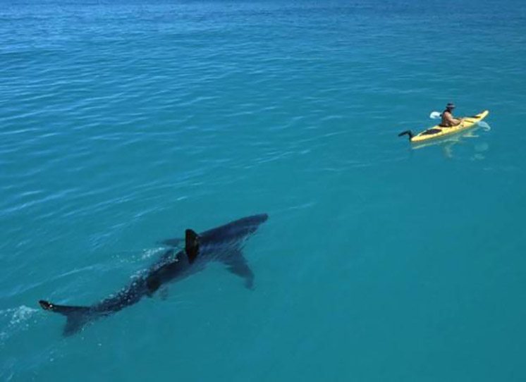 100-a-shark-following-a-mans-kayak