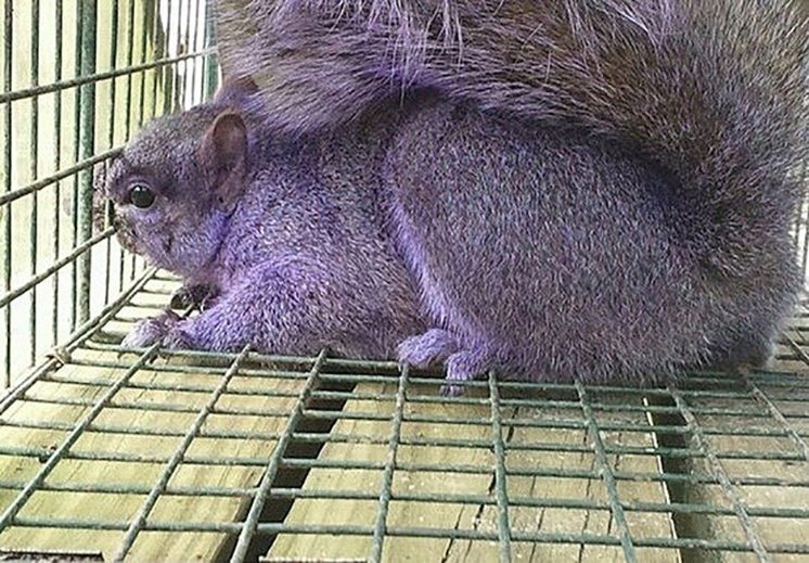 67-purple-squirrel