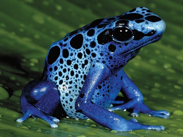 76-poison-dart-frogs