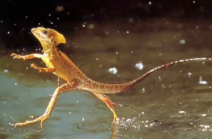 77-lizards-walking-on-water