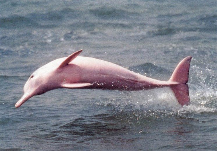 82-pink-dolphin