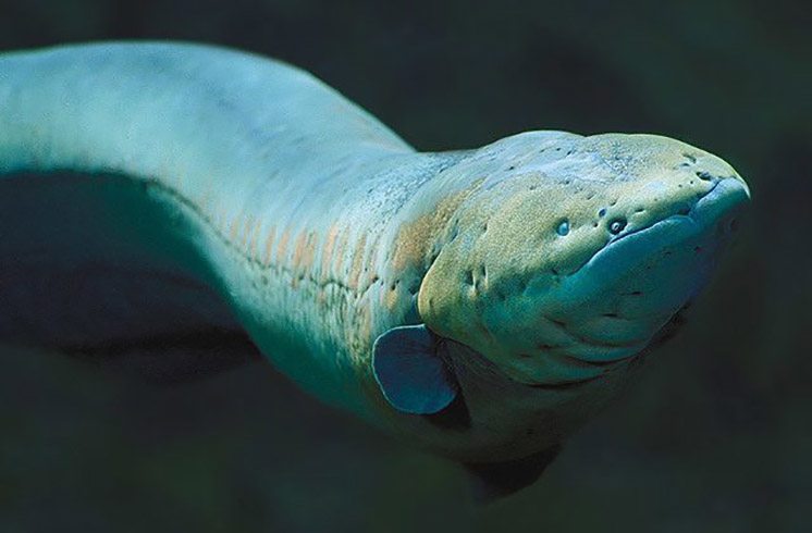 84-electric-eels